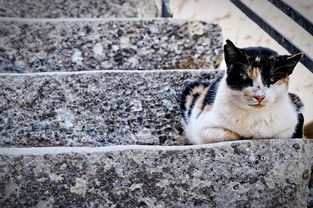 猫咪软件是什么内容长尾关键词大全