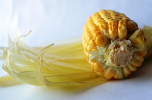 玉米淀粉可以做什么美食的相关长尾关键词是什么