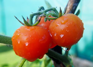 番茄做什么菜的相关长尾关键词是什么